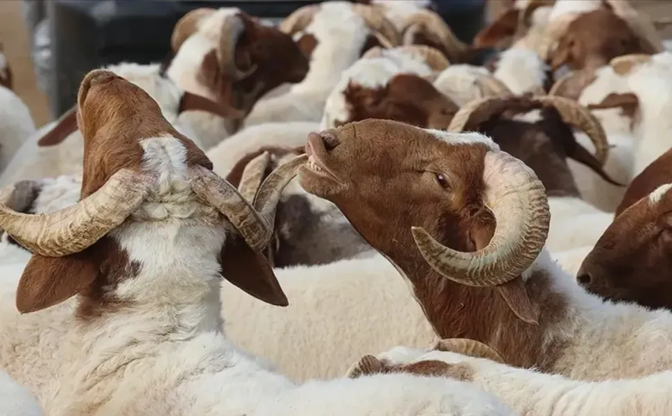 Kurban Bayramı tatilinin kaç gün olacağı kesinleşti