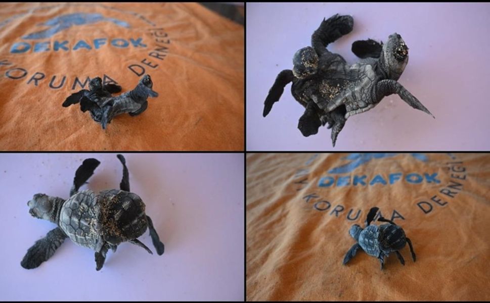 Siyam ikizi yavru caretta caretta görüntülendi