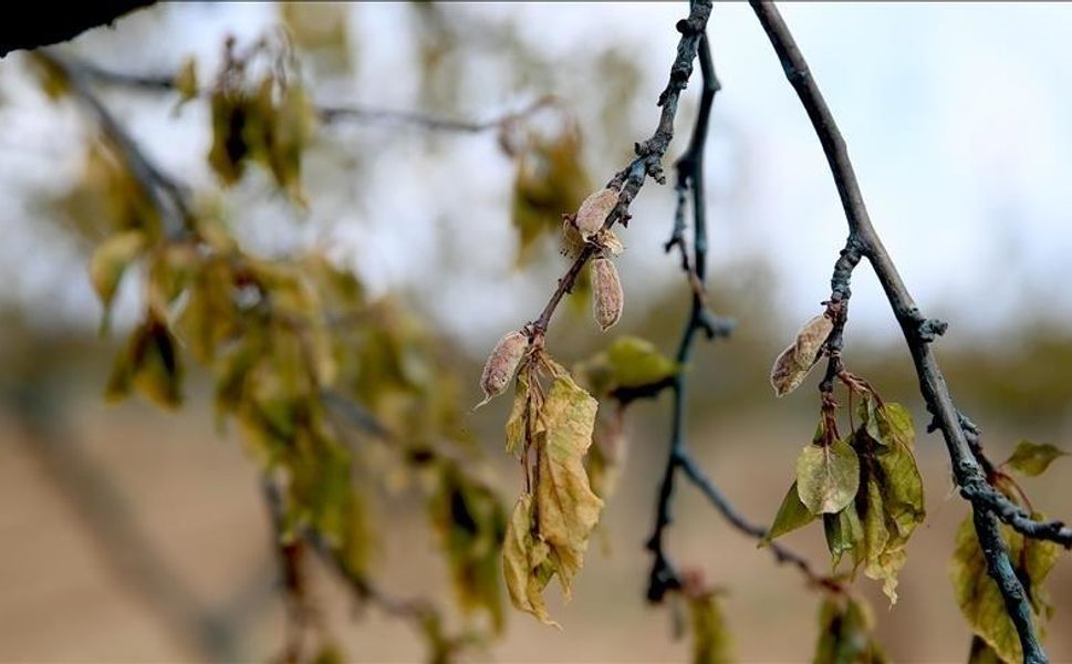 Zirai dondan etkilenen üreticilere 6,5 milyar liralık yeni destek ödemesi