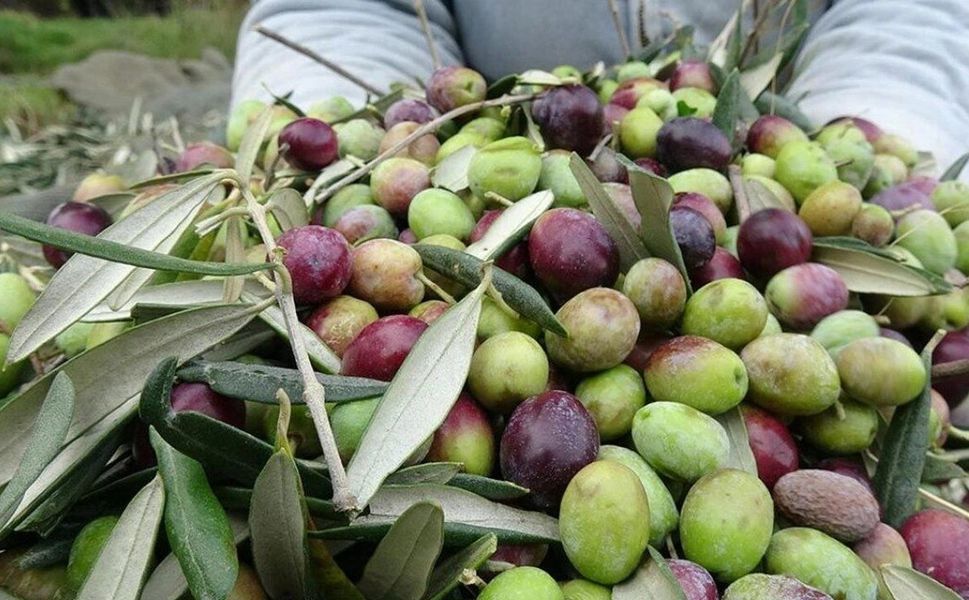 Kahramanmaraş’ta bu yıl kaç ton zeytin hasadı yapıldı?