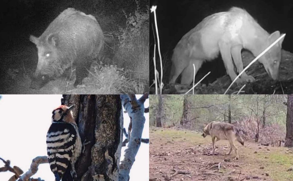 Kahramanmaraşlı bir genç yaban hayatını görüntülüyor