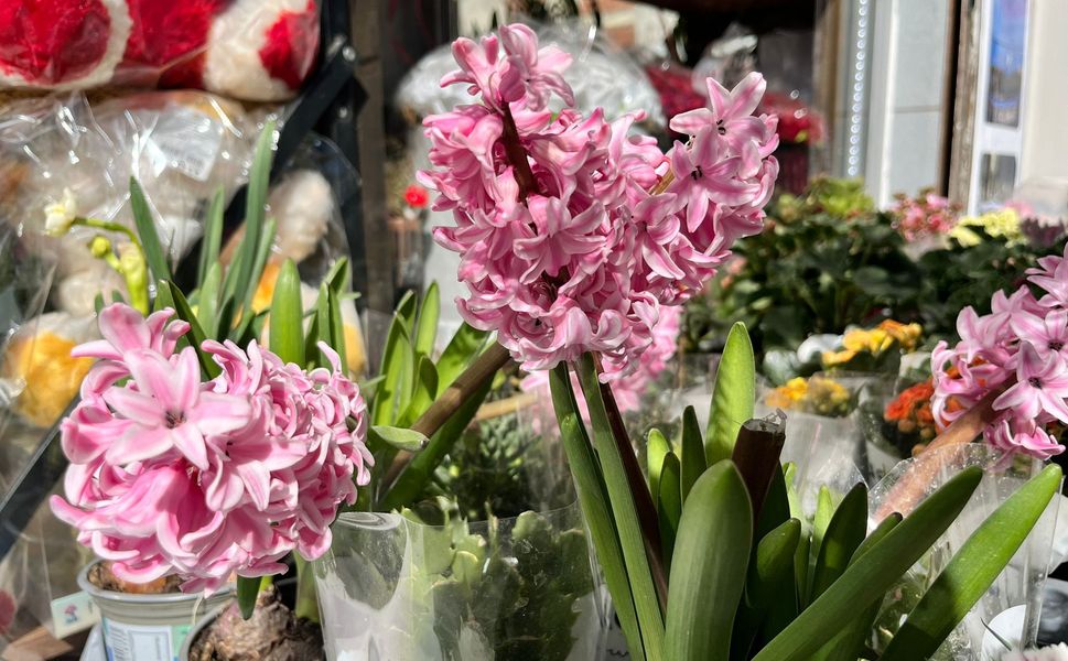 Kahramanmaraş’ta Baharın Müjdecisi Sümbül Tezgahlarda