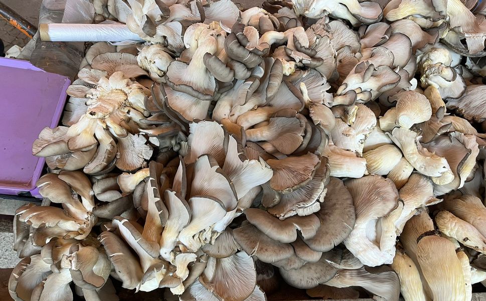 Kahramanmaraş’ta İstiridye Mantarının Fiyatı Düştü