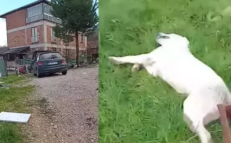 Bahçesine giren sokak köpeğini tüfekle vurup öldü*rdü