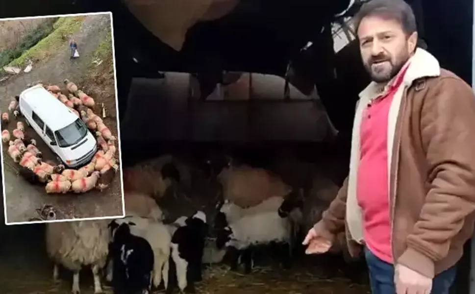 Koyunlar minibüsün etrafında dakikalarca döndü