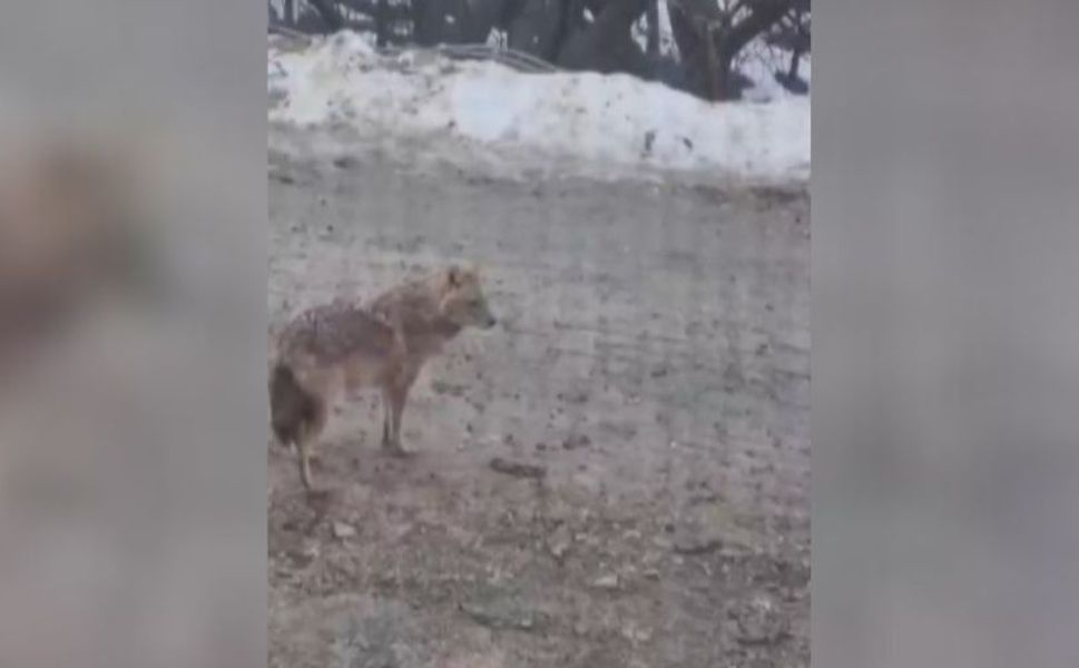 Dulkadiroğlu’nda Kırsal Mahalleye İnen Kurt Kamerada