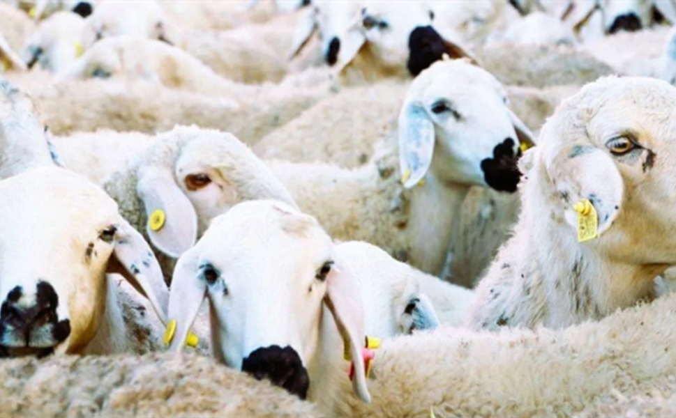 Kırsalda Bereket Küçükbaşa Destek Projesi Detayları Belli Oldu