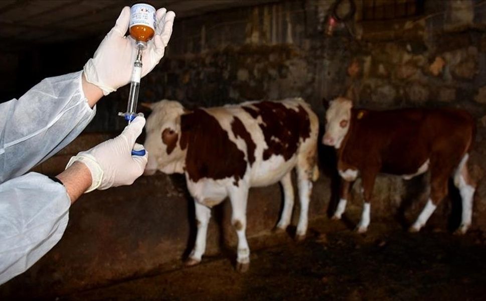 Kahramanmaraş’ta Şap Aşılama Seferberliği Başladı