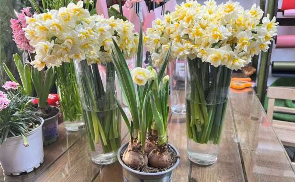 Kahramanmaraş’ta Nergis Fiyatı Düştü