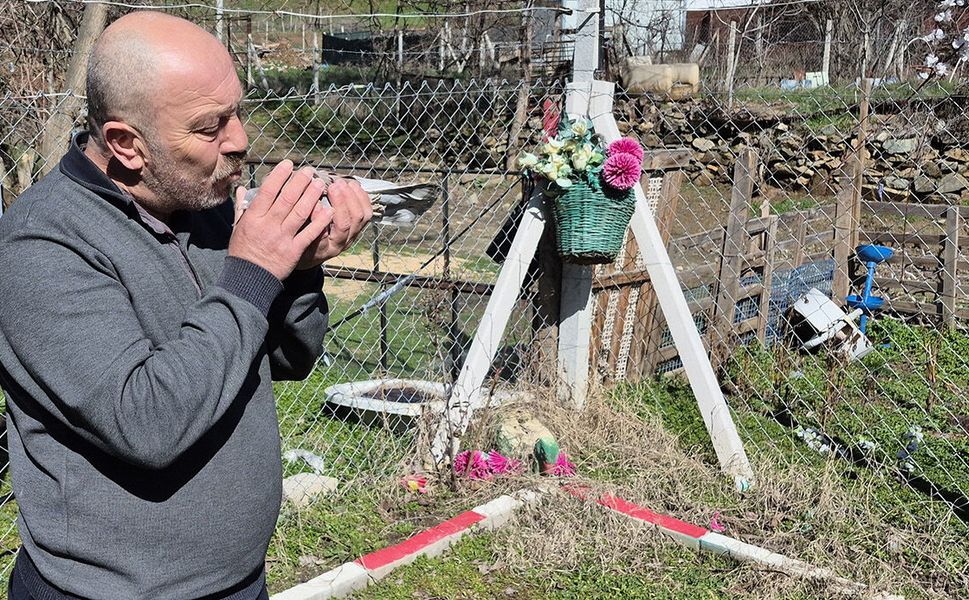 Bir ev parasına güvercin!