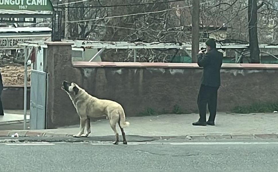 Kahramanmaraş’ta Ezan Okunurken Uluyan Köpek Dikkat Çekti