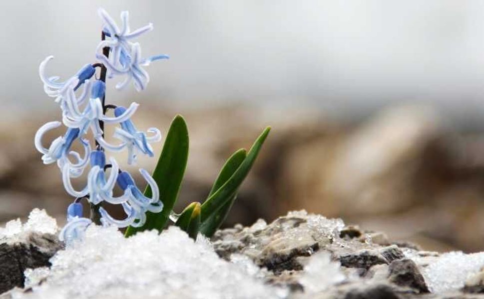 Kahramanmaraş'ta kar altından çıkan kaya sümbülü görsel şölen sunuyor
