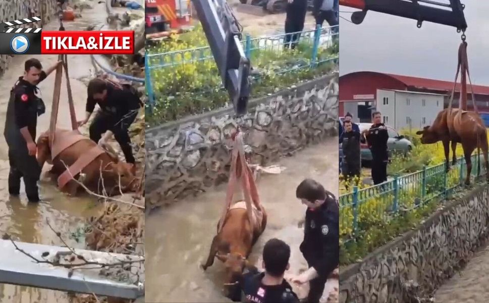 Kahramanmaraş’ta Kanala Düşen İnek Kurtarıldı