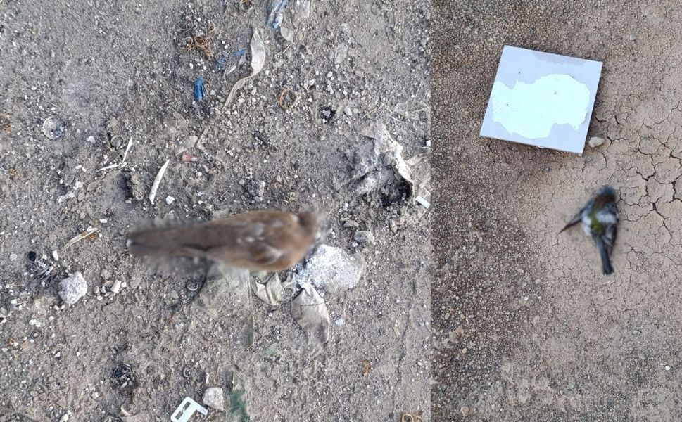 Kahramanmaraş’ta olağan dışı kuş ölümleri dikkat çekti