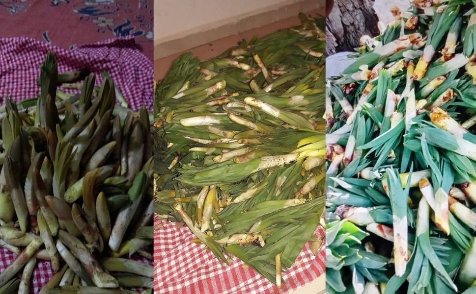 Kahramanmaraş’ın eşsiz lezzeti çiriş sofralardaki yerini aldı