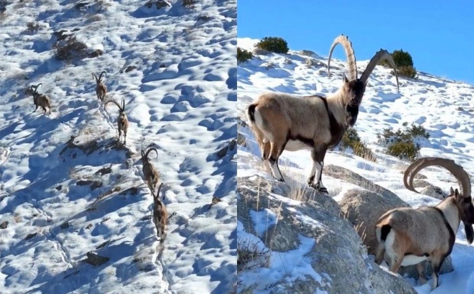 Kahramanmaraş'ta yaban keçileri görüntülendi