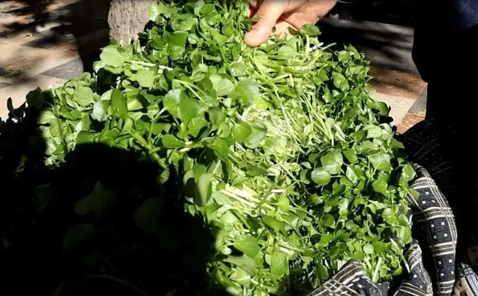 Kahramanmaraş’ın doğal mucizesi, şeker hastalarına birebir