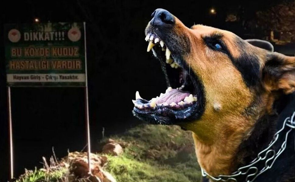 Van’da köpeklerin saldırdığı 5 yaşındaki çocuk hayatını kaybetti