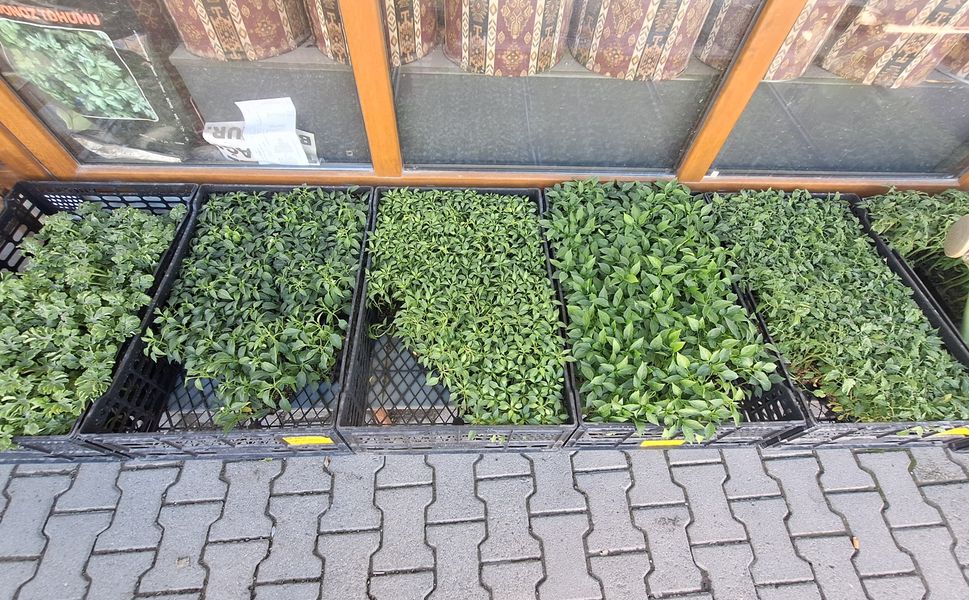 Kahramanmaraş’ta sebze fideleri uygun fiyatıyla dikkat çekiyor