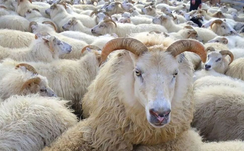 Kahramanmaraş’ta 2026 yılı kurbanlık fiyatları ne kadar olacak?