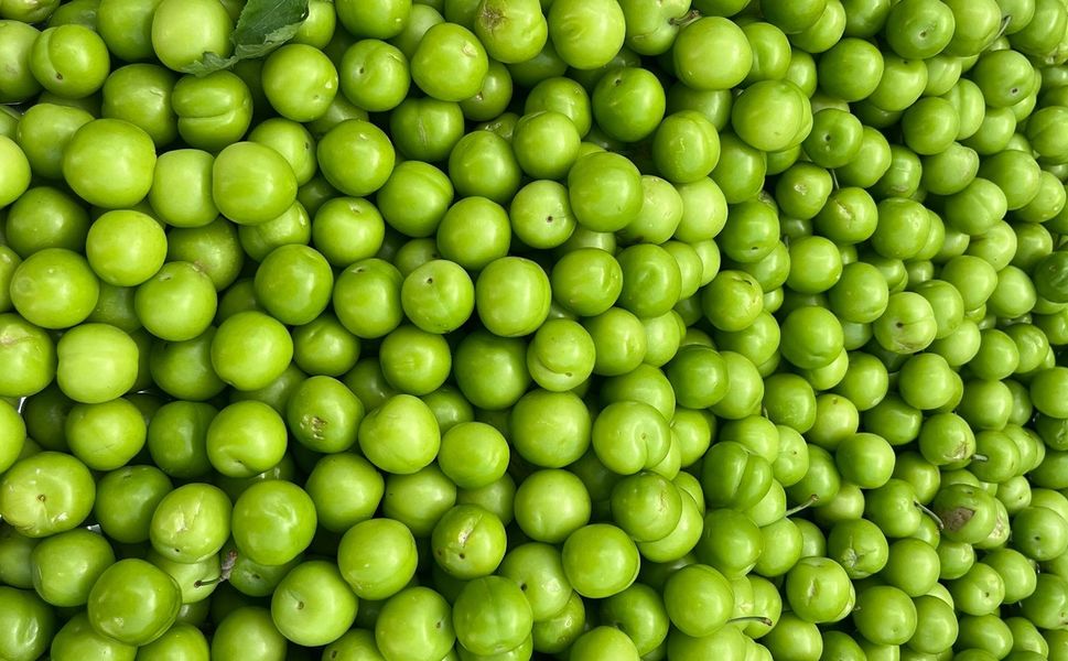 Kahramanmaraş’ta Yeşil Erikte Fiyat Geriledi