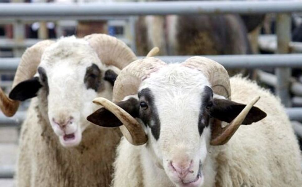 Kahramanmaraşlılara müjde: Devletten 100 koyun ve maaş gibi destek