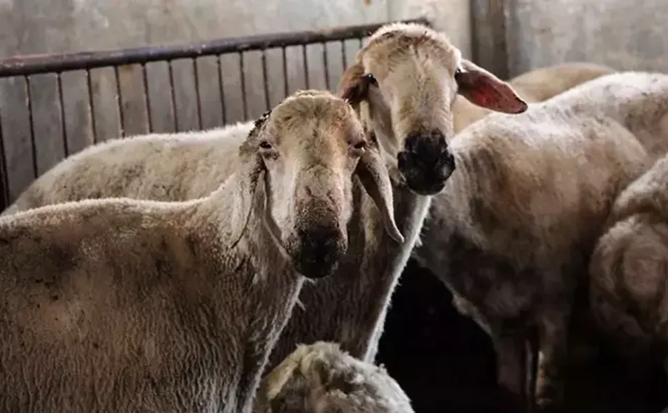 Kırsalda Bereket Küçükbaşa Destek Projesi'ne başvurular başladı