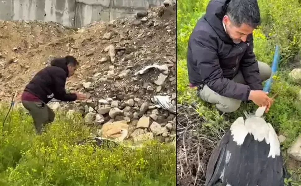 Göç yolundaki leylek tüfekle vuruldu