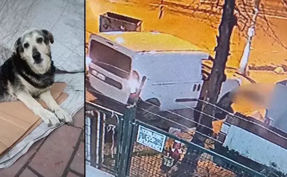 Kaldırımda yatan ‘Pakize’ isimli köpeği ezip yollarına devam ettiler
