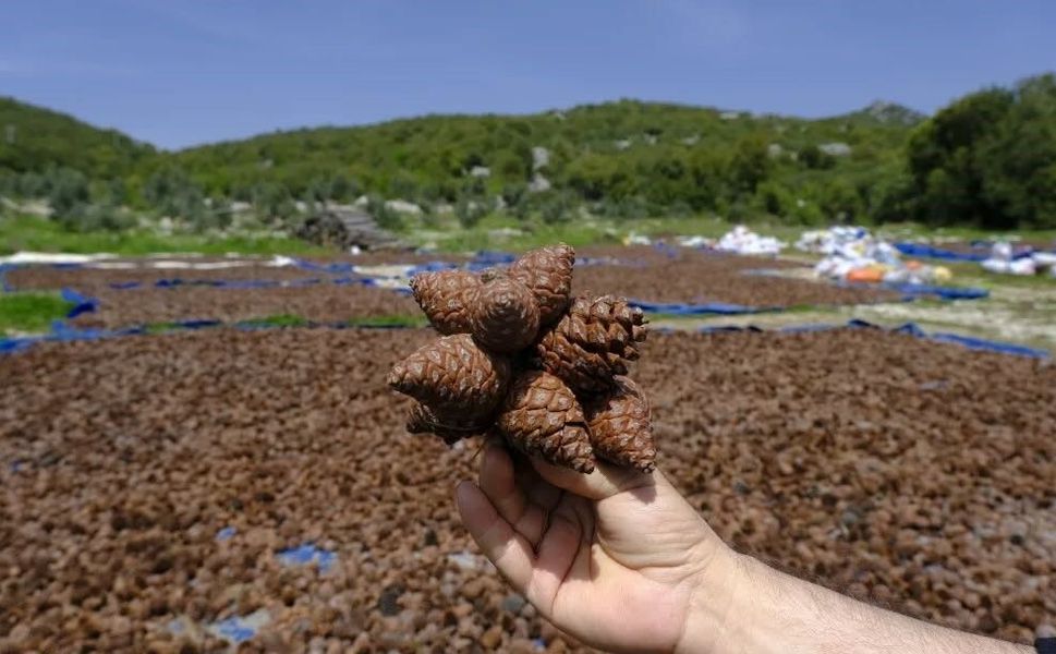 Kahramanmaraş’ta kızılçam tohumları sahaya hazırlanıyor