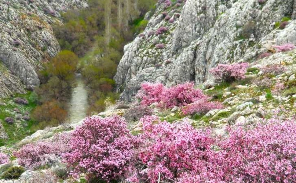 Hurman Çayı çevresinde yabani bademler pembe çiçek açtı