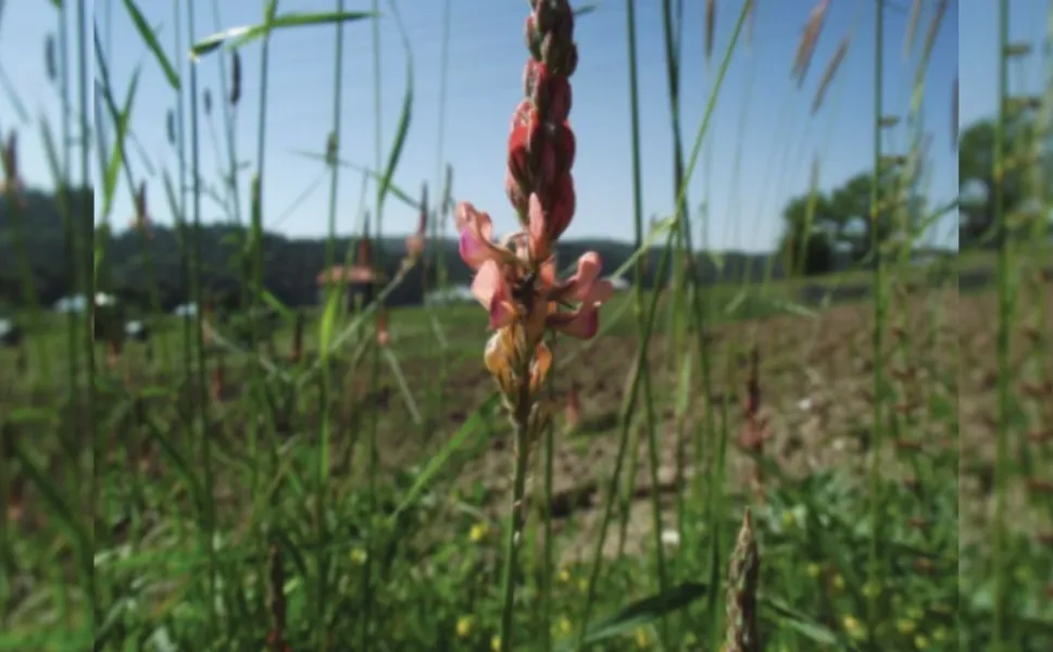 Yalnızca Kahramanmaraş dağlarında yetişen o bitki