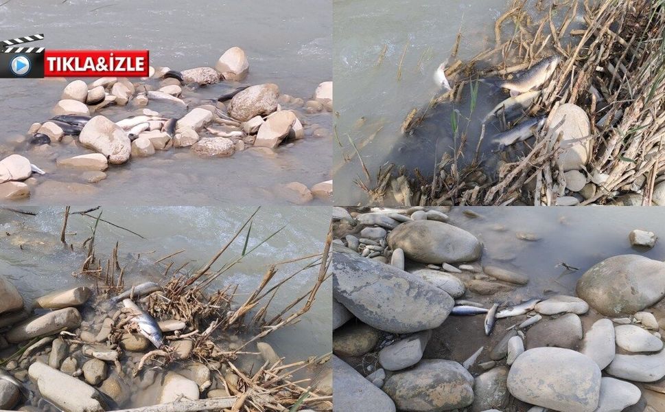 Kahramanmaraş’ta balıklar ölüyor, önlem alınacak mı?