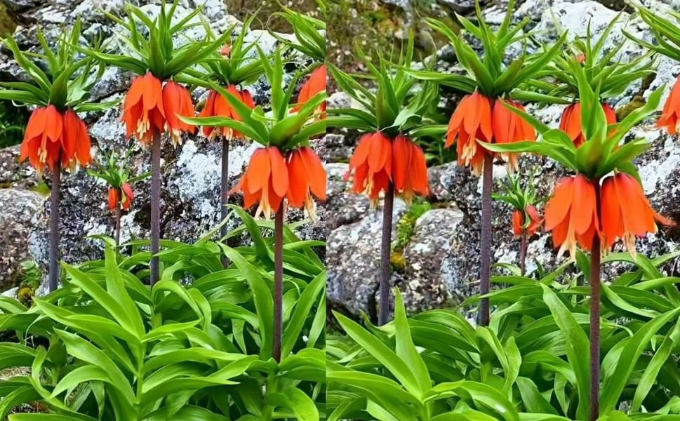 Kahramanmaraş’ta O Çiçeği Koparmanın Cezası 700 Bin TL