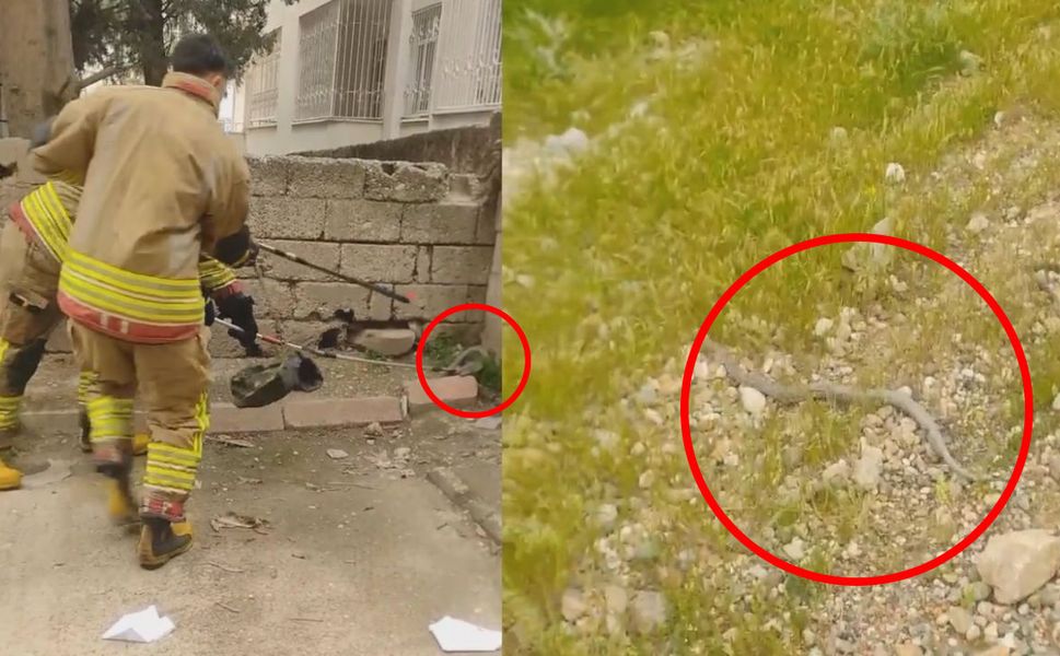 Kahramanmaraş’ta bahçede görülen yılan korkuttu: İşte o anlar