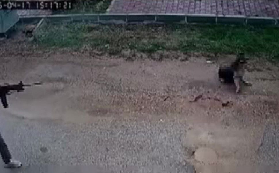 Kavga eden sokak köpeklerine tüfekle ateş edip bir köpeği öldürdü