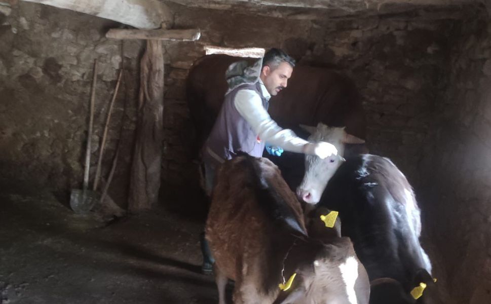 Kahramanmaraş’ta Şap Hastalığına Karşı Seferberlik