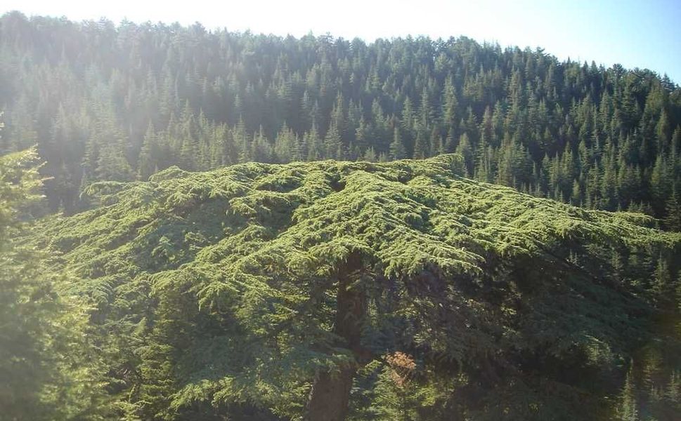 Karadeniz’i aratmayan Kahramanmaraş’taki o yayla