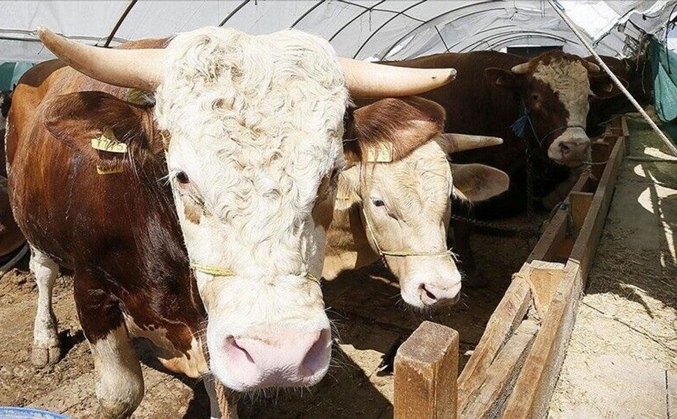 Kurban Bayramı öncesi hastalık ve kesimlere ilişkin tedbirler artırıldı