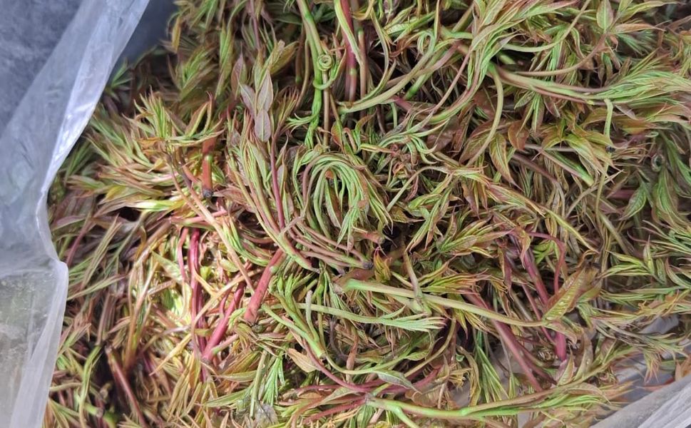 Kahramanmaraş’ın Şifası Işkın Tezgahlarda; İşte Fiyatı