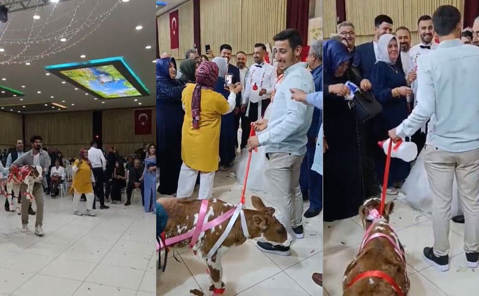 Damada düğünde altın yerine buzağı verildi