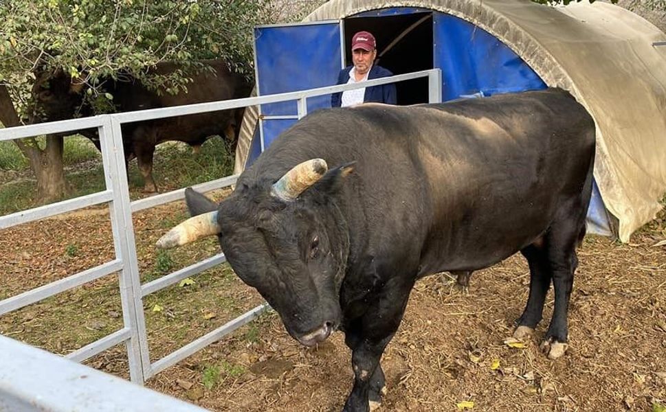 Bakımını yaptığı boğanın saldırısına uğrayan boğacı hayatını kaybetti