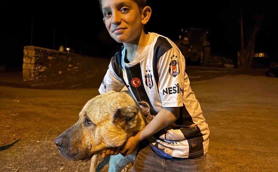 Köyde iki ayının saldırısına uğrayan Sencar’ın imdadına çoban köpeği Kral yetişti
