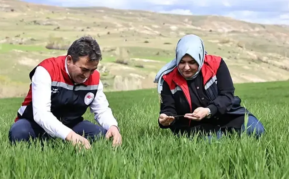 Yağışlar nedeniyle tarımda 'sarı pas' alarmı
