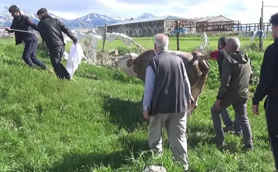 Kurban keserken kalp krizi geçirip öldü