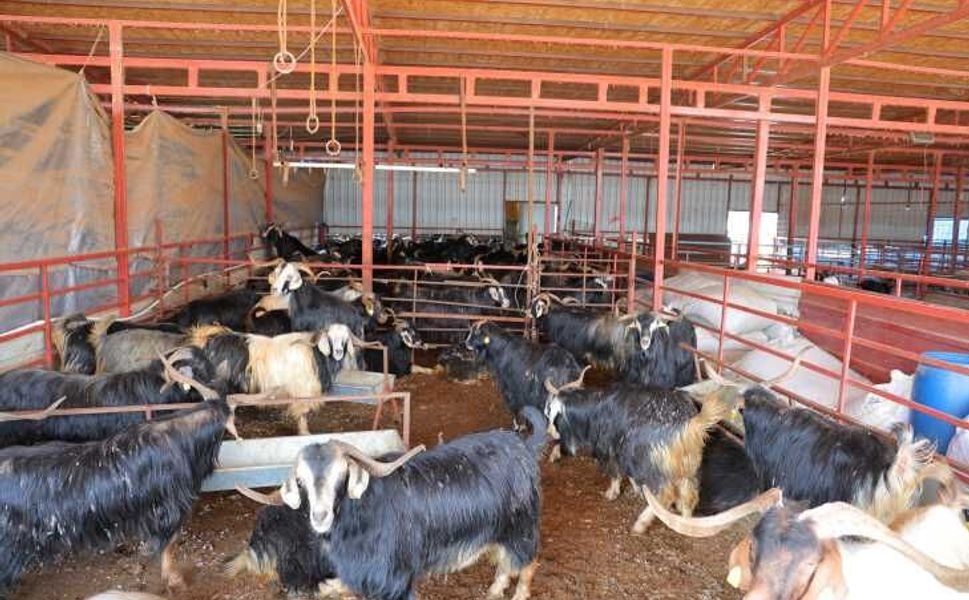 Kahramanmaraş'ta kurbanlık fiyatlarında esnaftan indirim kararı