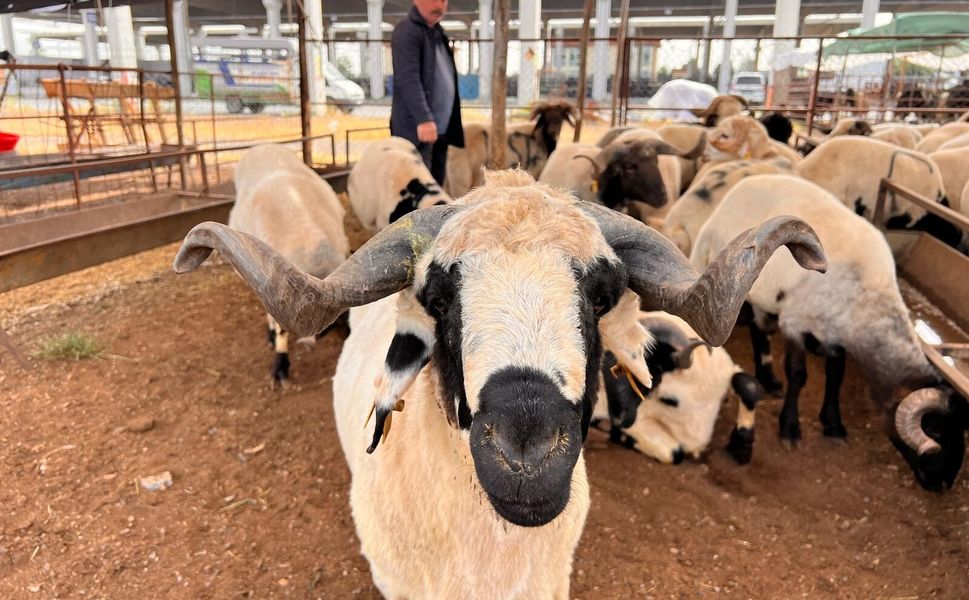 Kahramanmaraş'ta hayvan pazarında sakinlik hakim