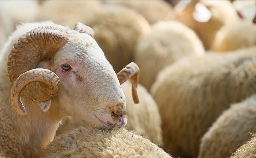 Dulkadiroğlu’nda kurban satış yeri belli oldu