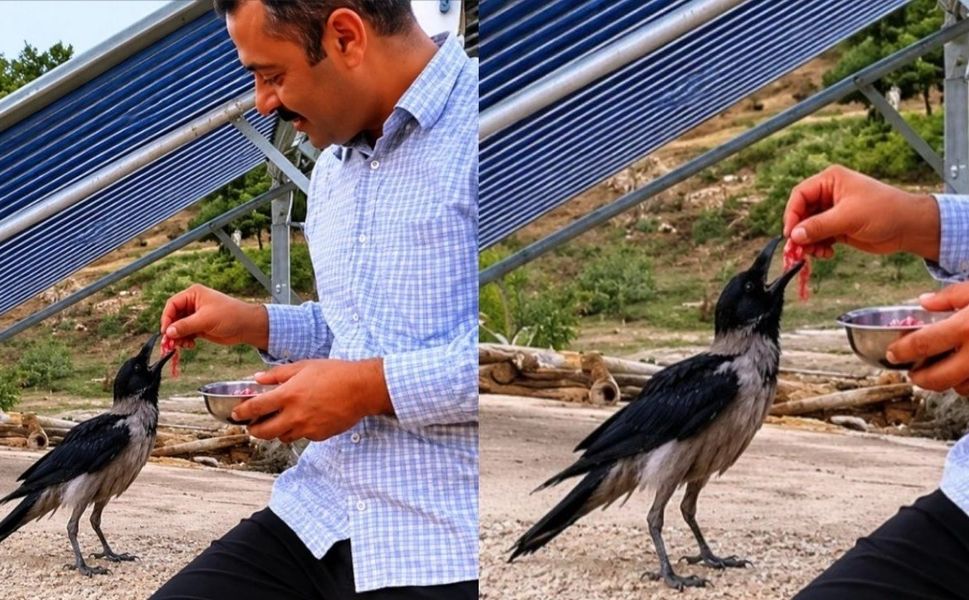 Kahramanmaraş'ta yaralı kargayı eliyle besledi
