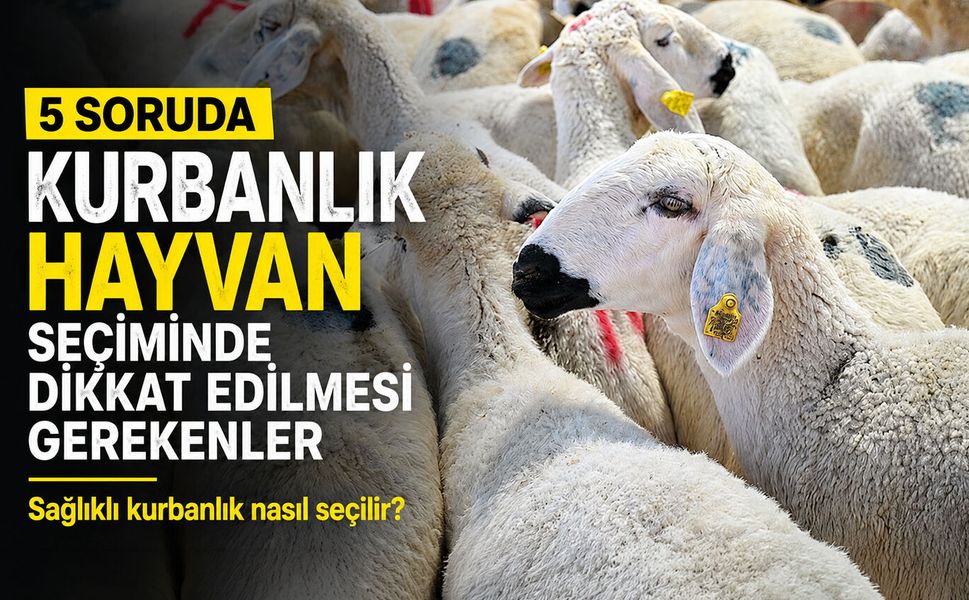 5 soruda kurbanlık hayvan seçiminde dikkat edilmesi gerekenler